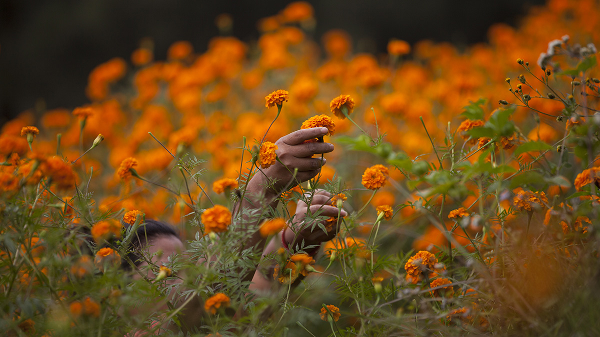 तिहार नजिकिएसँगै सयपत्री फूल टिप्ने चटारो